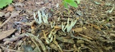 Enlarge photo 160