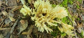 Enlarge photo 155