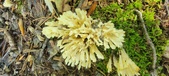 Enlarge photo 154