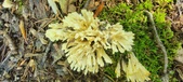 Enlarge photo 153