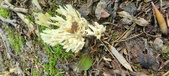 Enlarge photo 276