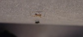Enlarge photo 137