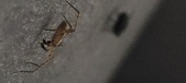 Enlarge photo 135