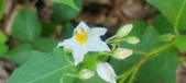 Enlarge photo 110