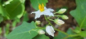 Enlarge photo 104