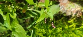 Enlarge photo 103