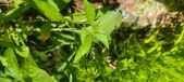 Enlarge photo 102