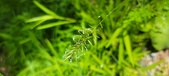 Enlarge photo 97