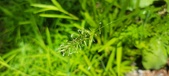 Enlarge photo 98