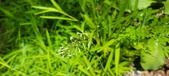 Enlarge photo 99