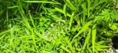 Enlarge photo 100