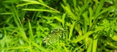 Enlarge photo 94