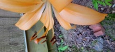 Enlarge photo 45