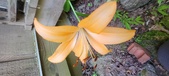 Enlarge photo 48