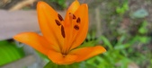 Enlarge photo 51