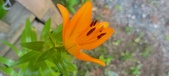 Enlarge photo 52