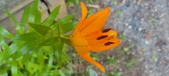 Enlarge photo 53