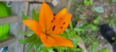 Enlarge photo 54