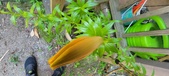 Enlarge photo 56