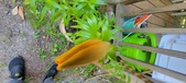 Enlarge photo 57