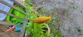 Enlarge photo 58
