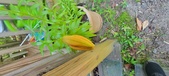 Enlarge photo 62