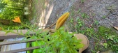 Enlarge photo 61
