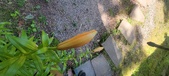 Enlarge photo 59