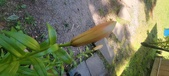 Enlarge photo 63