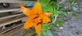 Enlarge photo 65