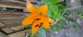 Enlarge photo 66