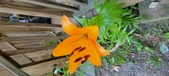 Enlarge photo 67