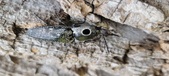 Enlarge photo 92