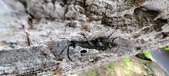 Enlarge photo 80