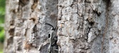 Enlarge photo 75