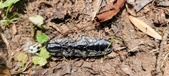Enlarge photo 71