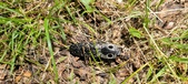 Enlarge photo 17