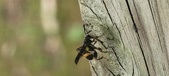 Enlarge photo 39
