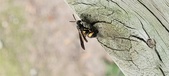 Enlarge photo 41