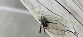 Enlarge photo 37
