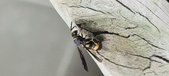 Enlarge photo 36