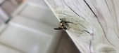 Enlarge photo 34