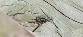 Enlarge photo 31