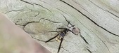 Enlarge photo 30