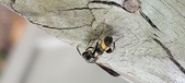 Enlarge photo 29