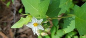 Enlarge photo 331
