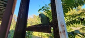 Enlarge photo 86