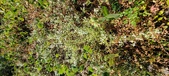 Enlarge photo 143