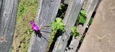 Enlarge photo 213