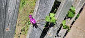Enlarge photo 214